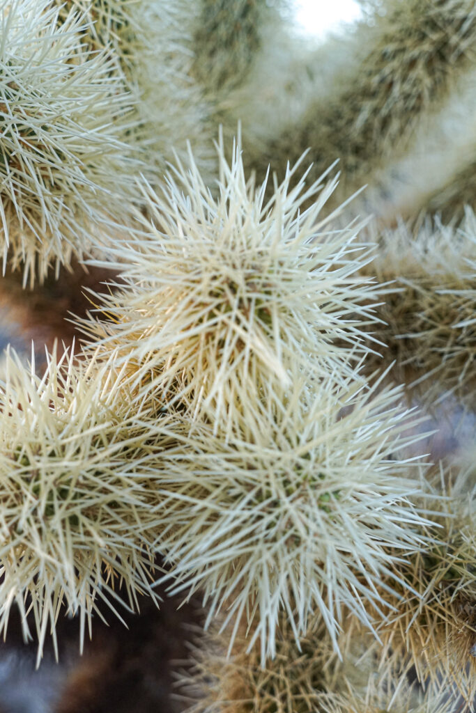 Cholla Cactus Joshua Tree National Park Guide | Somewhere Sierra