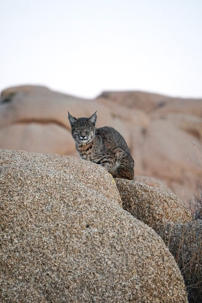 Bobcat Wildlife| Joshua Tree National Park | Somewhere Sierra