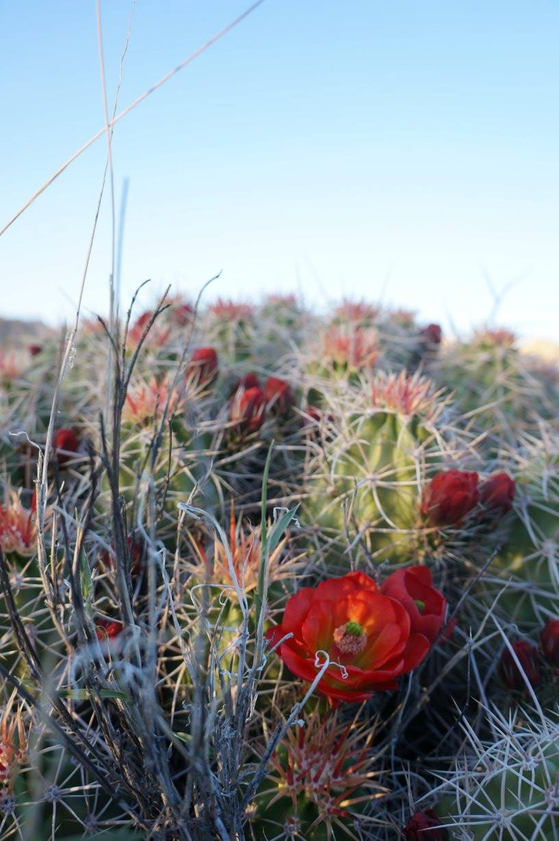 Complete Guide To Joshua Tree National Park - SOMEWHERE SIERRA