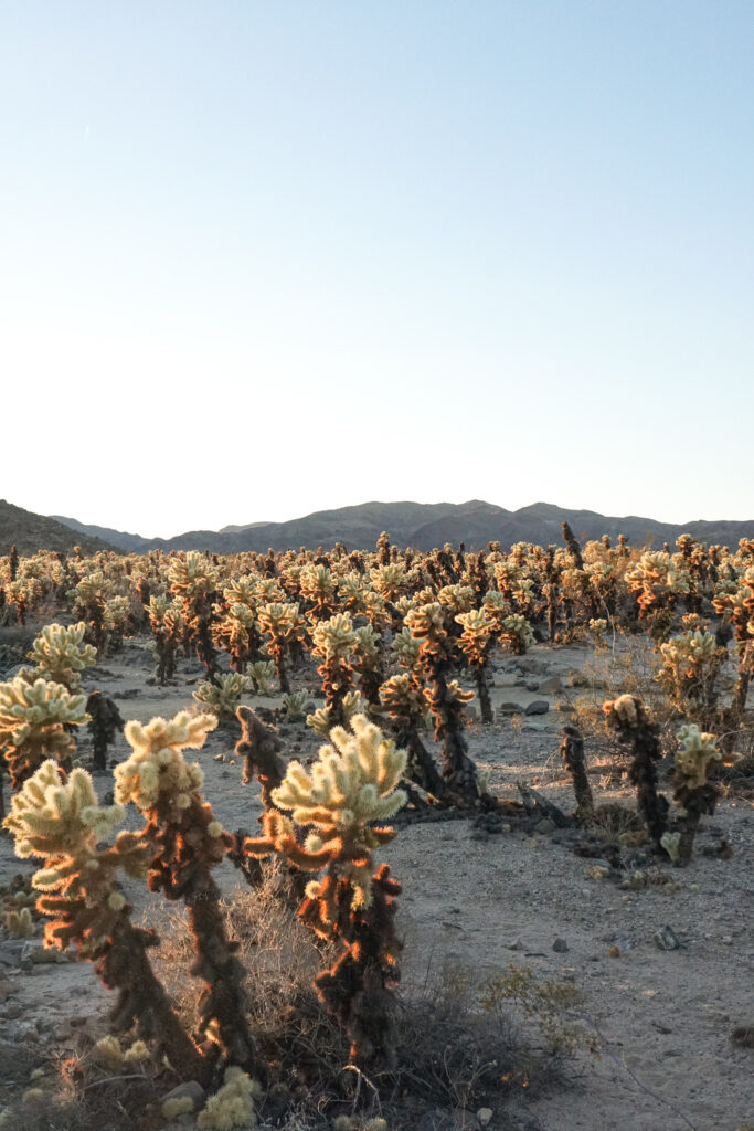 Cholla Cactus Garden | Joshua Tree National Park Guide | Somewhere Sierra