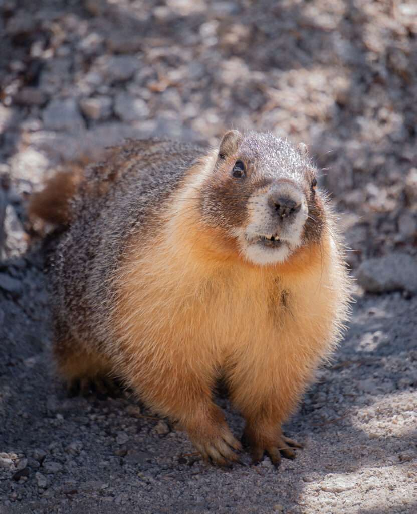 Wildlife in Yosemite National Park | Somewhere Sierra