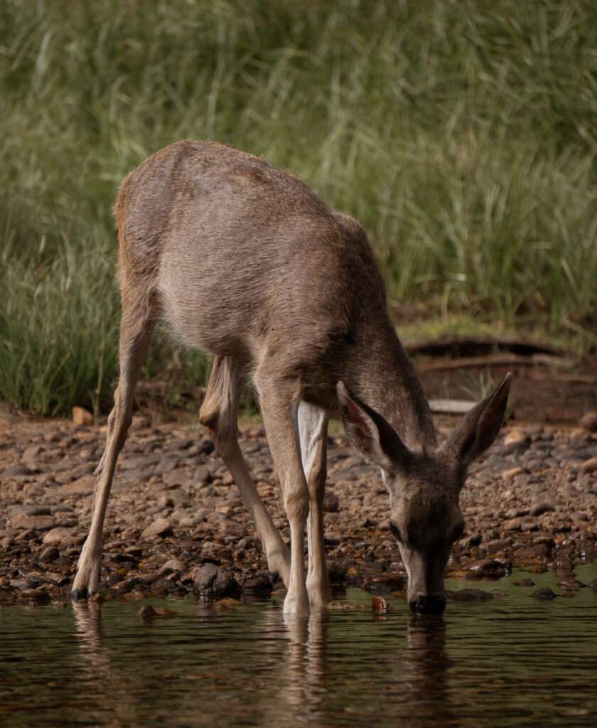 Wildlife in Yosemite National Park | Somewhere Sierra
