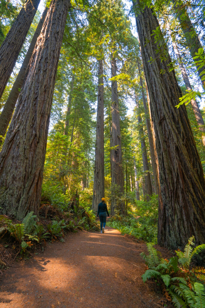 What To Do In Redwoods National Park | Somewhere Sierra