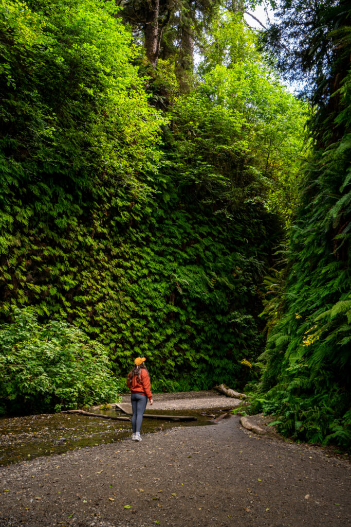 Best Photo Spots in Redwoods National Park | Somewhere Sierra