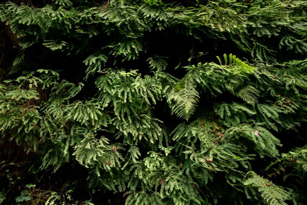 Guide to Redwoods National Park | Somewhere Sierra