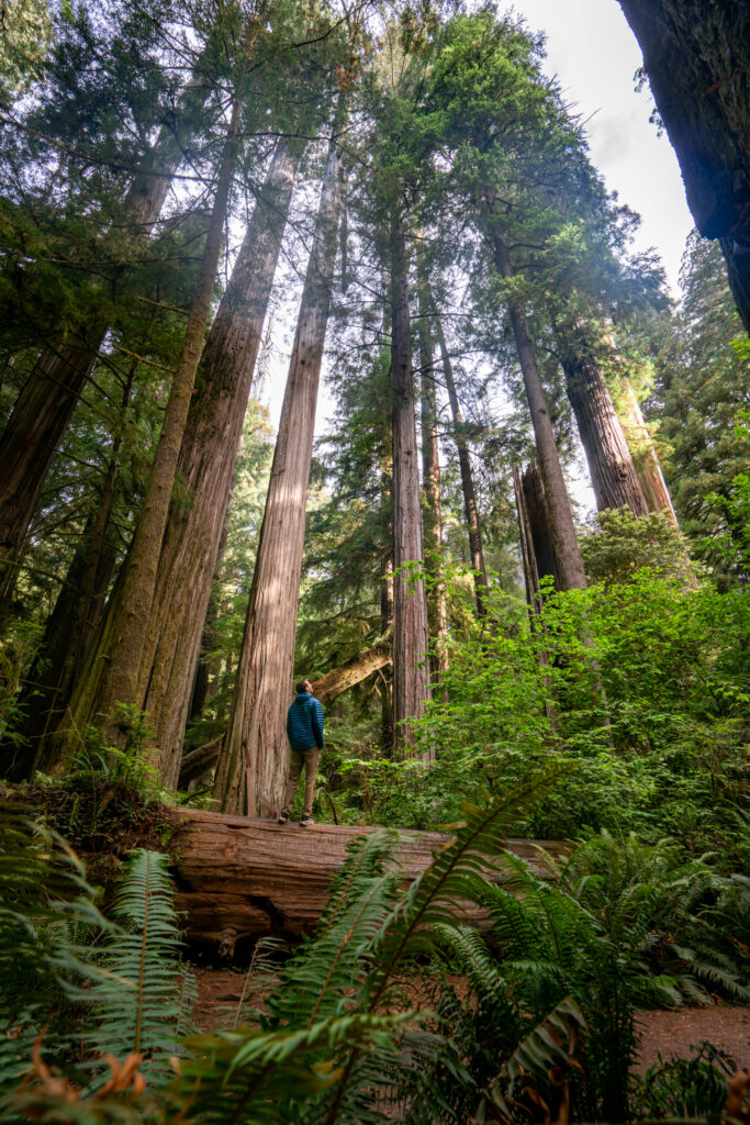 Best Spots in Redwoods National and State Parks | Somewhere Sierra