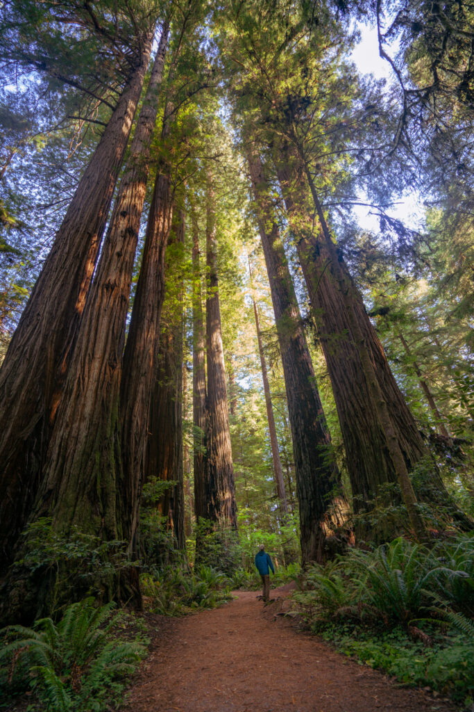 Best Spots in Redwoods National and State Parks | Somewhere Sierra