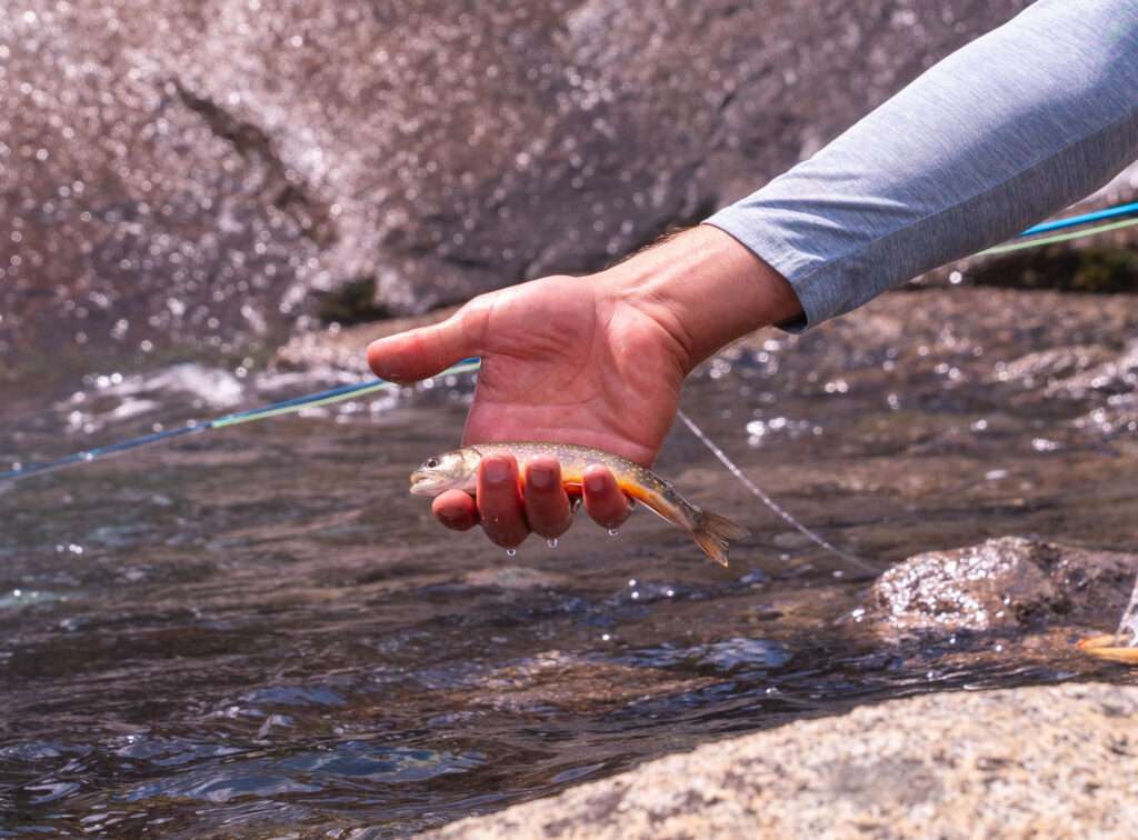 Trout fly fishing in the eastern sierra